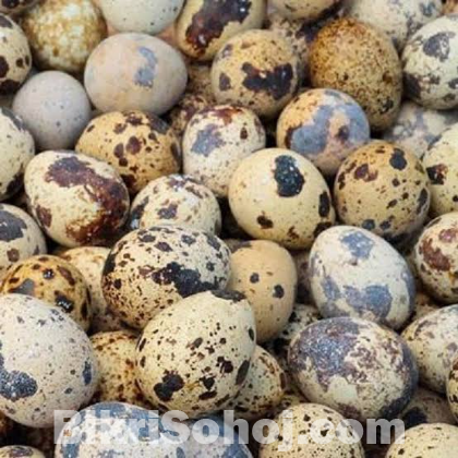 কোয়েল পাখির ডিম